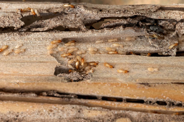 Best Termite Control Services  in Woodbourne, PA